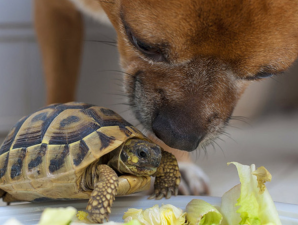 Understanding the Lifespan of Different Pet Species